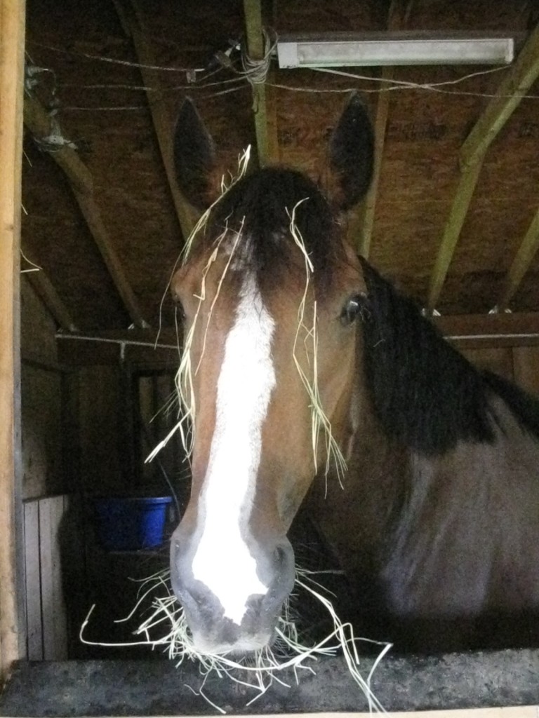 Horse Bad Hair Day